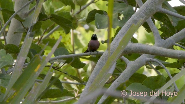 Amaranta Carinegra (vinacea) - ML566863101