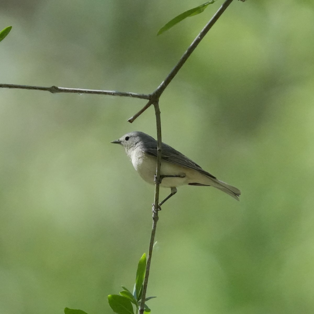 Lucy's Warbler - ML566863871