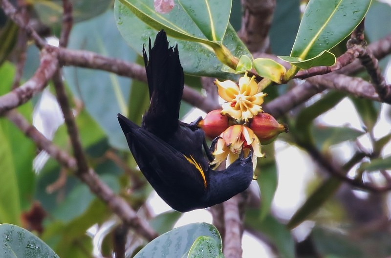 Golden-tufted Grackle - ML56686411