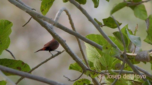 Black-faced Firefinch (Vinaceous) - ML566864701