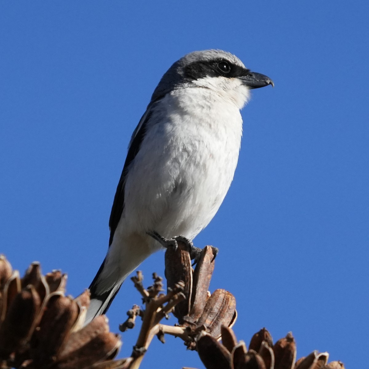 Loggerhead Shrike - ML566864841