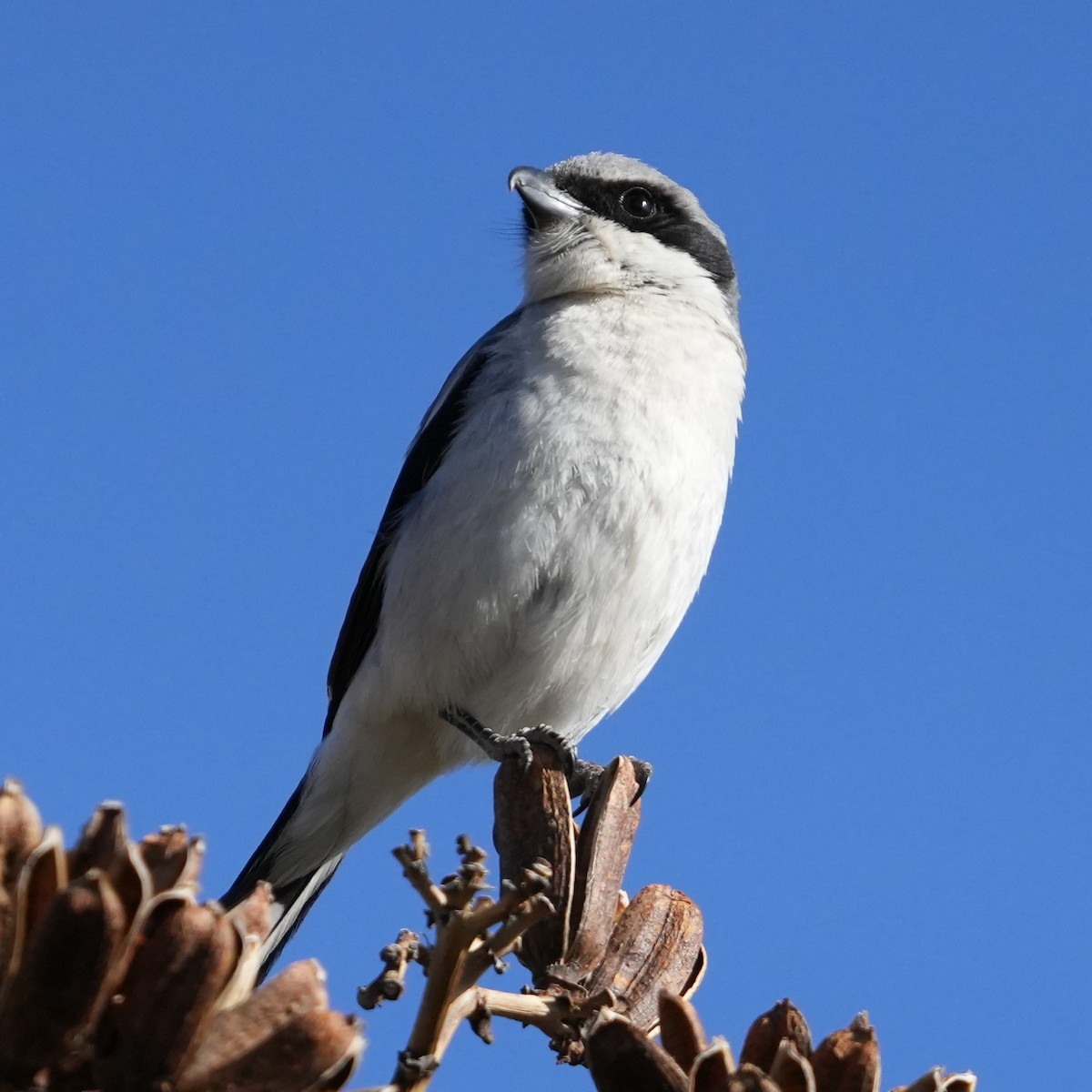 Loggerhead Shrike - Joe F