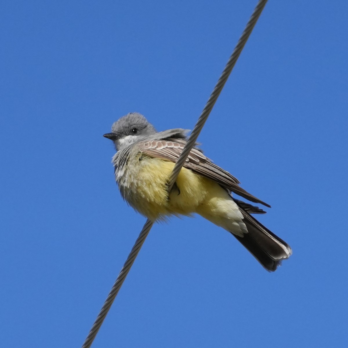 Cassin's Kingbird - Joe F