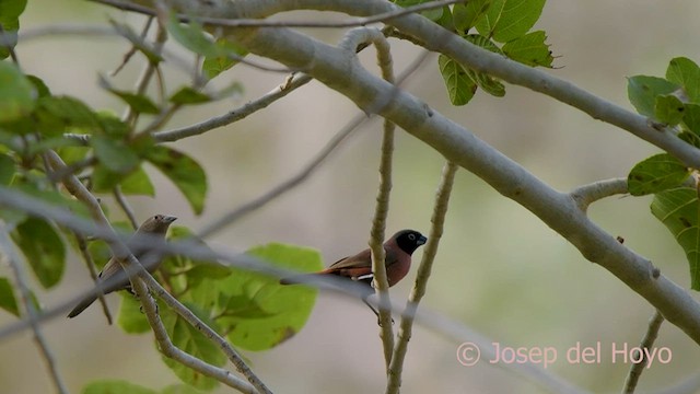 Black-faced Firefinch (Vinaceous) - ML566866121