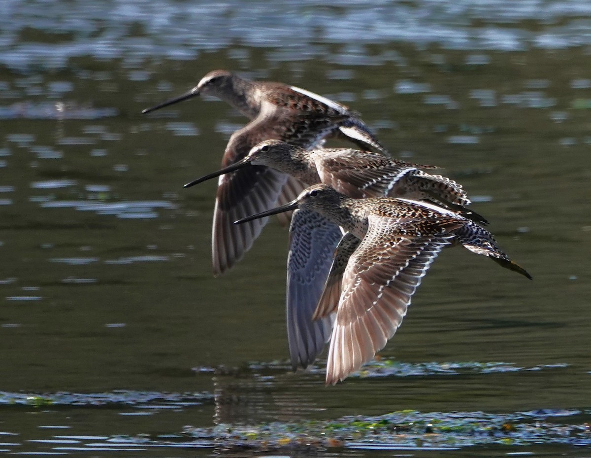 Long-billed Dowitcher - ML566866571