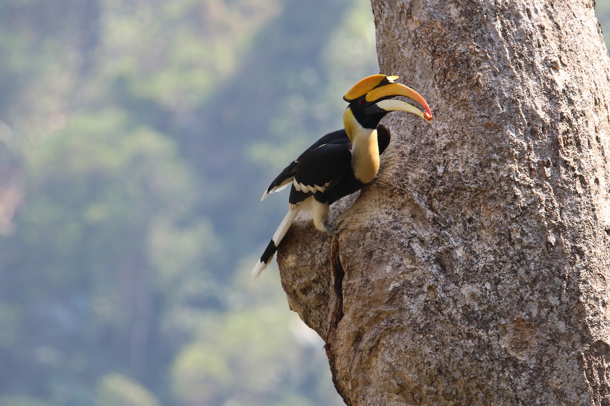 Great Hornbill - Kuang-Ping Yu