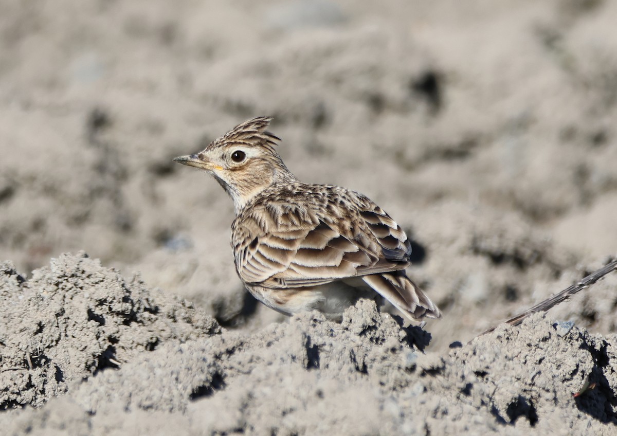 Eurasian Skylark - Tomas Mazak