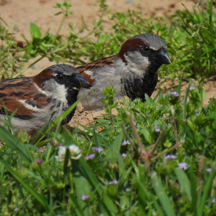 דרור הבית - ML566867711