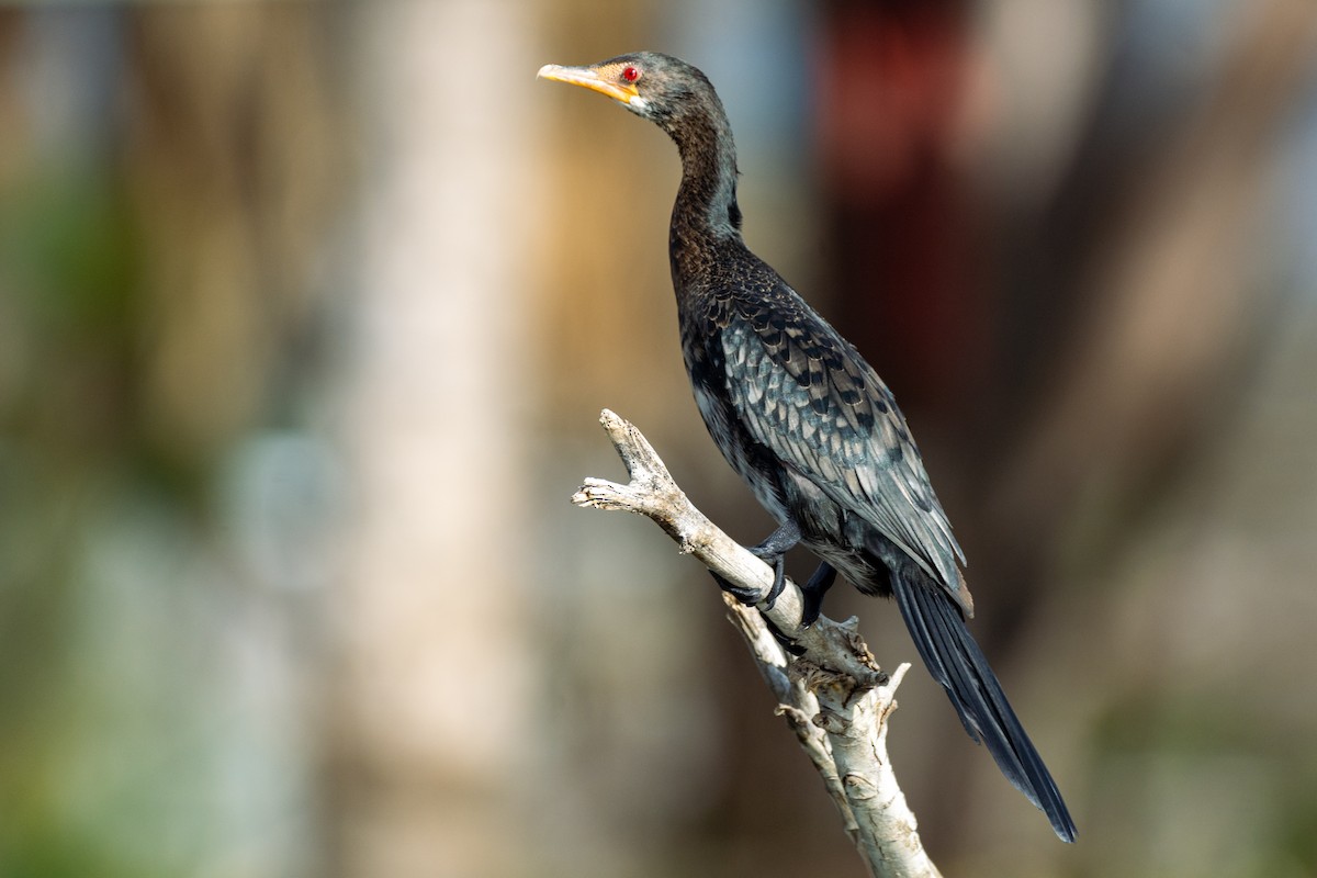 Long-tailed Cormorant - ML566867781