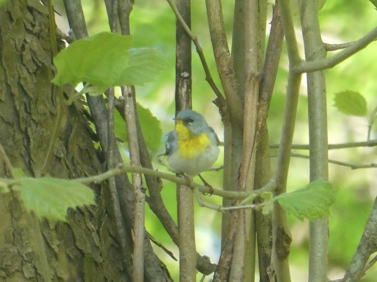 Northern Parula - ML566867831