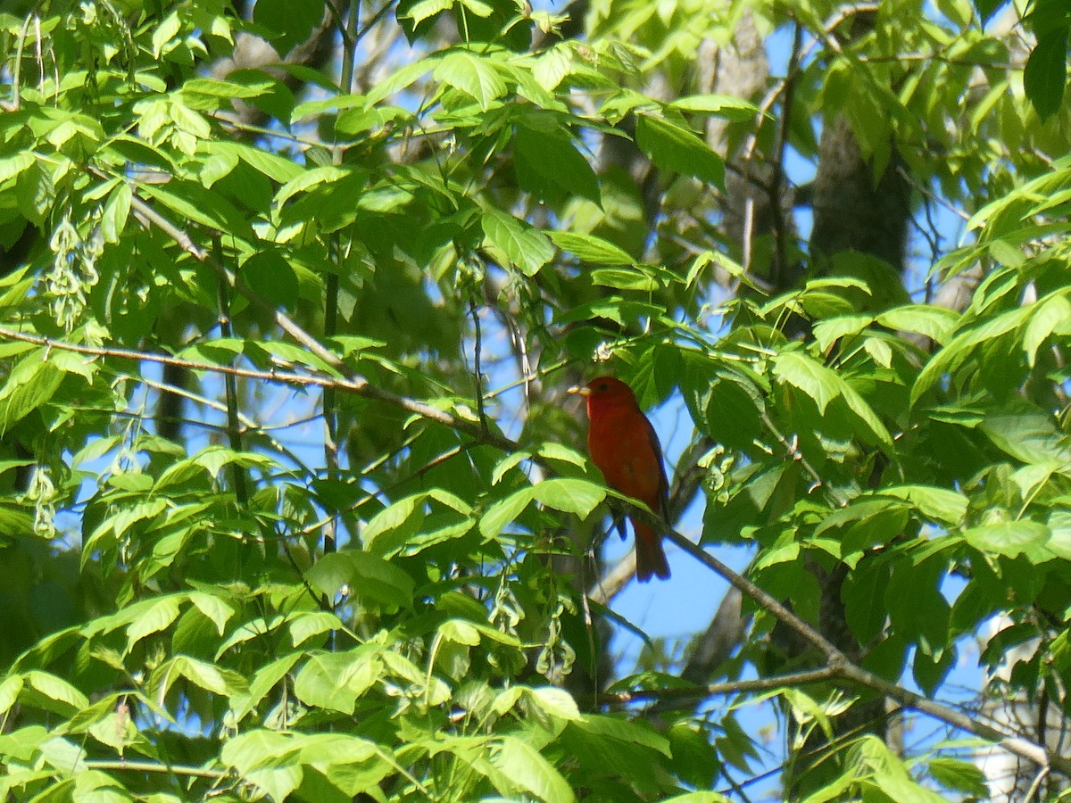 Summer Tanager - ML566868031