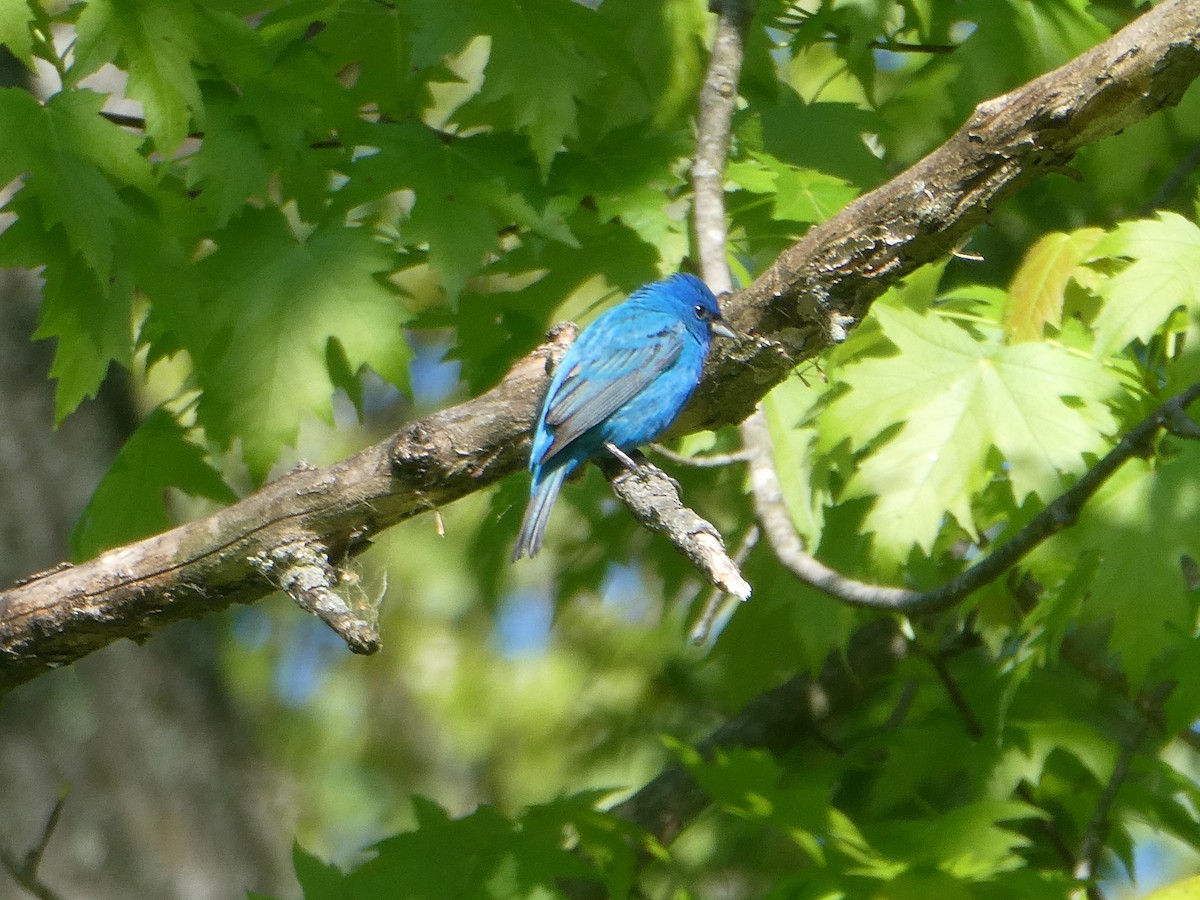 Indigo Bunting - ML566868341