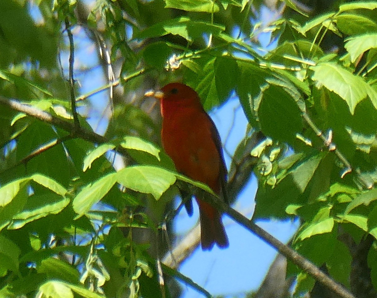 Piranga Roja - ML566869161