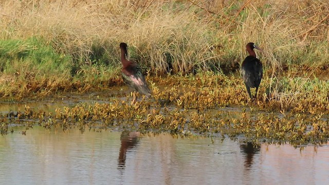 Glossy Ibis - ML566869371