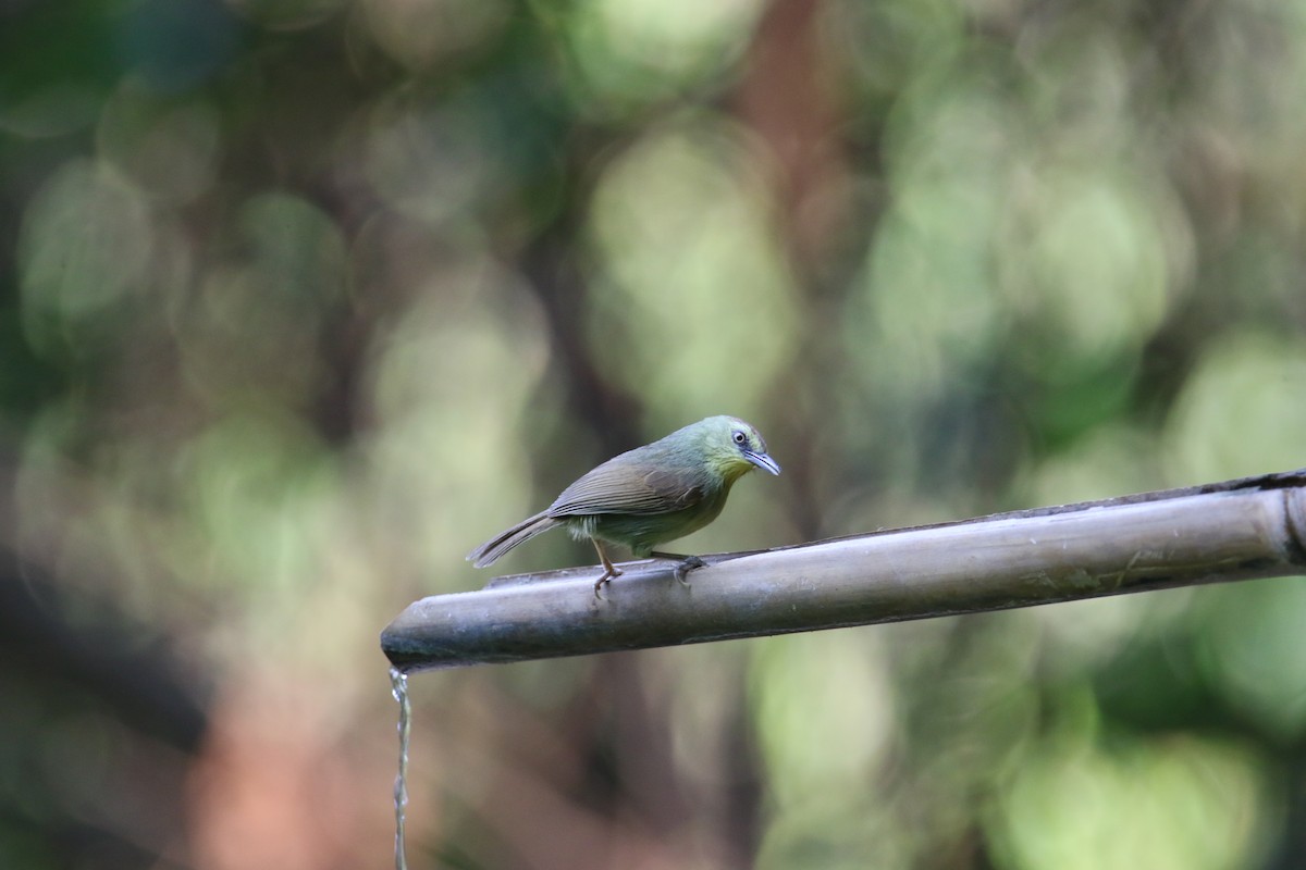 Pin-striped Tit-Babbler - ML566870461