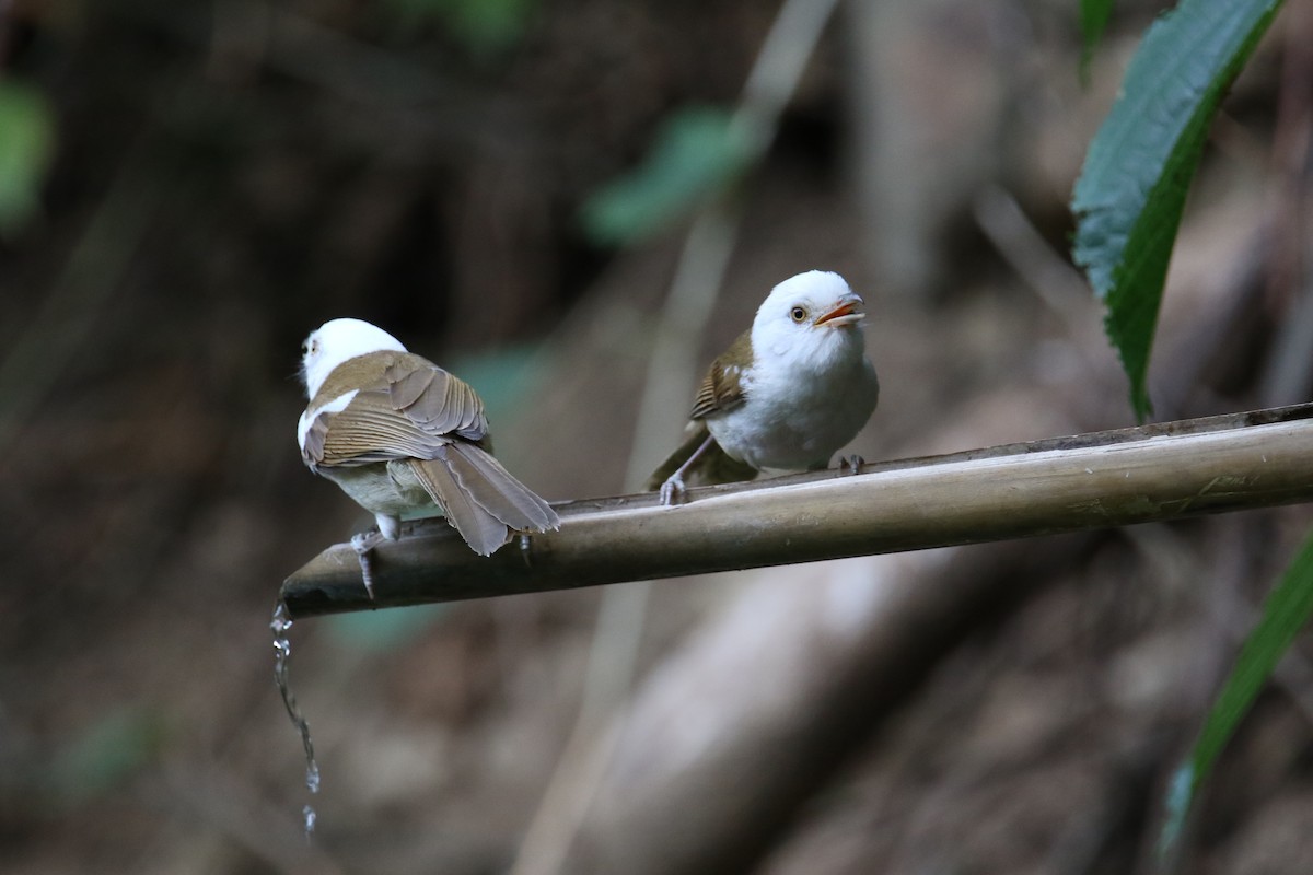 White-hooded Babbler - Kuang-Ping Yu