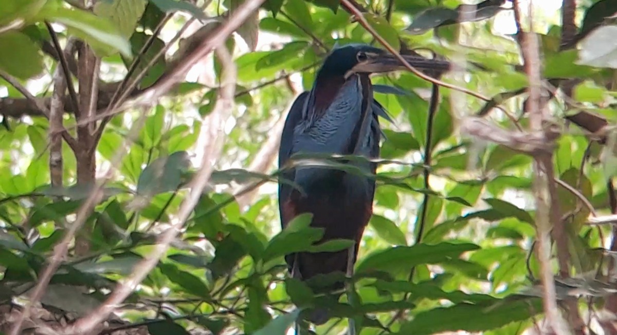 Agami Heron - ML566871681