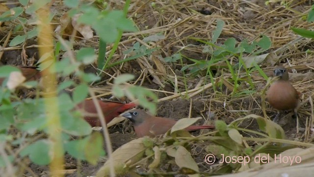 Black-faced Firefinch (Vinaceous) - ML566872421