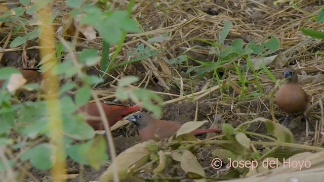 Amaranta Carinegra (vinacea) - ML566872421