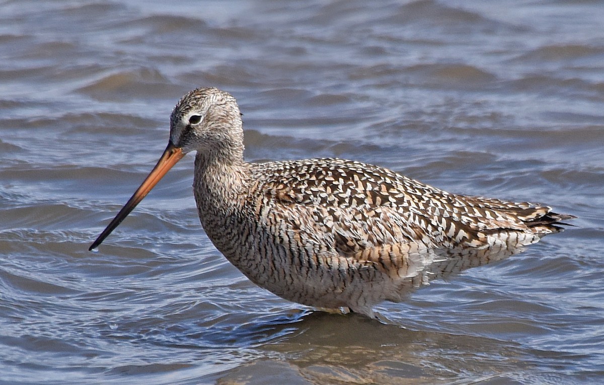 Marbled Godwit - ML56687251