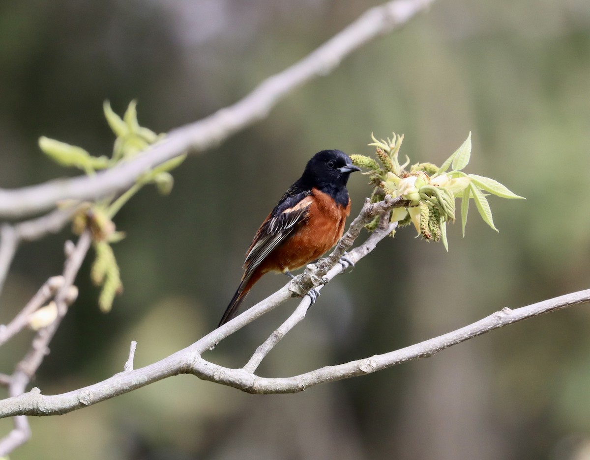 Orchard Oriole - ML566872741