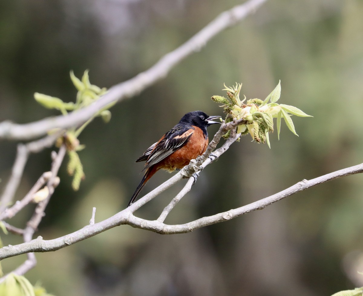 Orchard Oriole - ML566872751