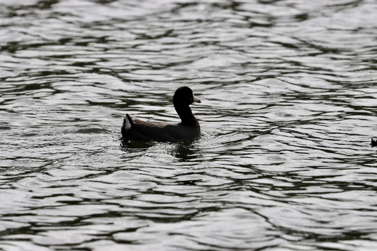 American Coot - ML566872961