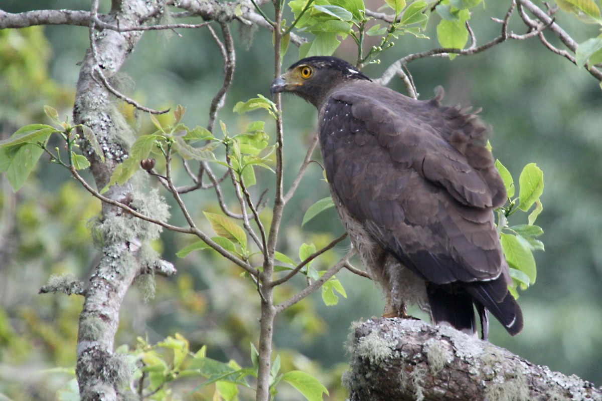 Haubenschlangenadler - ML566873351