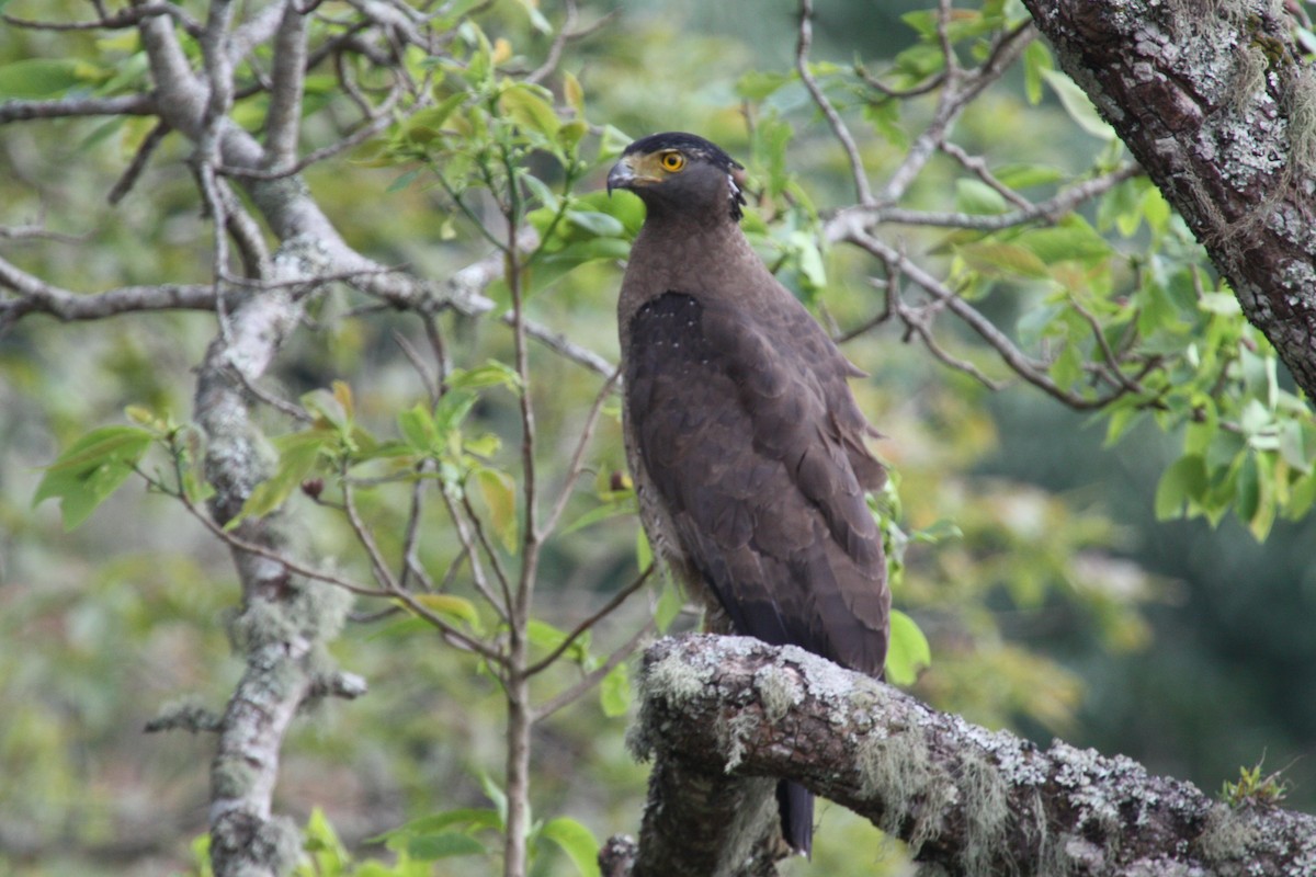 Crested Serpent-Eagle - Stephen and Felicia Cook