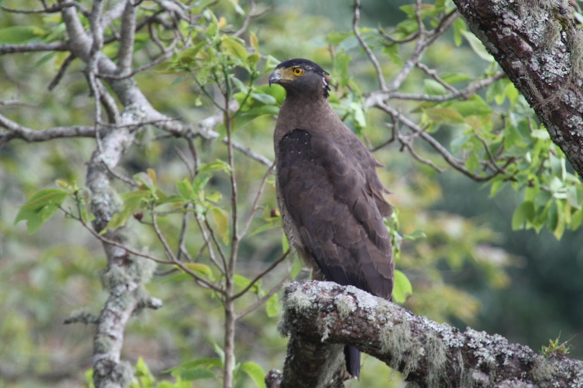 Haubenschlangenadler - ML566873361