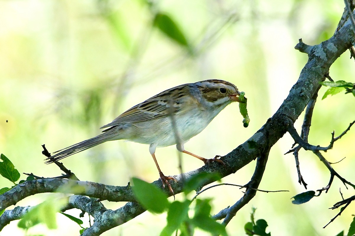 Clay-colored Sparrow - Ardell Winters