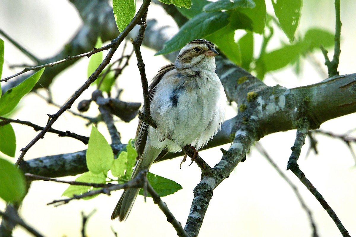 Clay-colored Sparrow - Ardell Winters