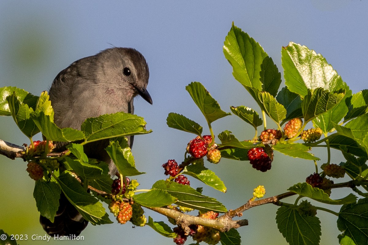 Gray Catbird - ML566874311