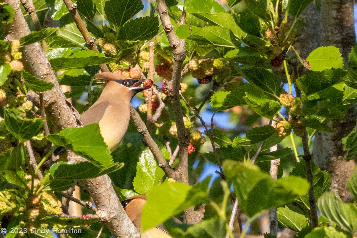 Cedar Waxwing - ML566874441