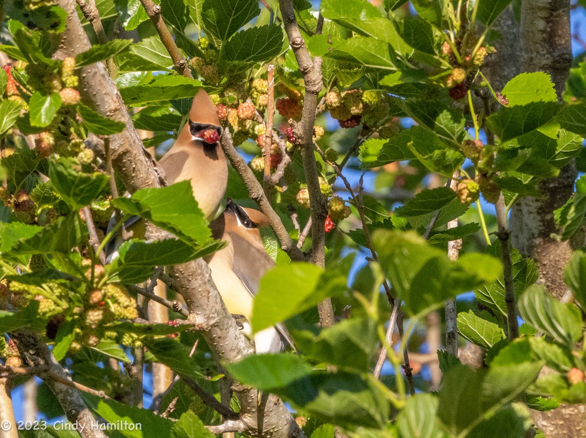 Cedar Waxwing - ML566874521