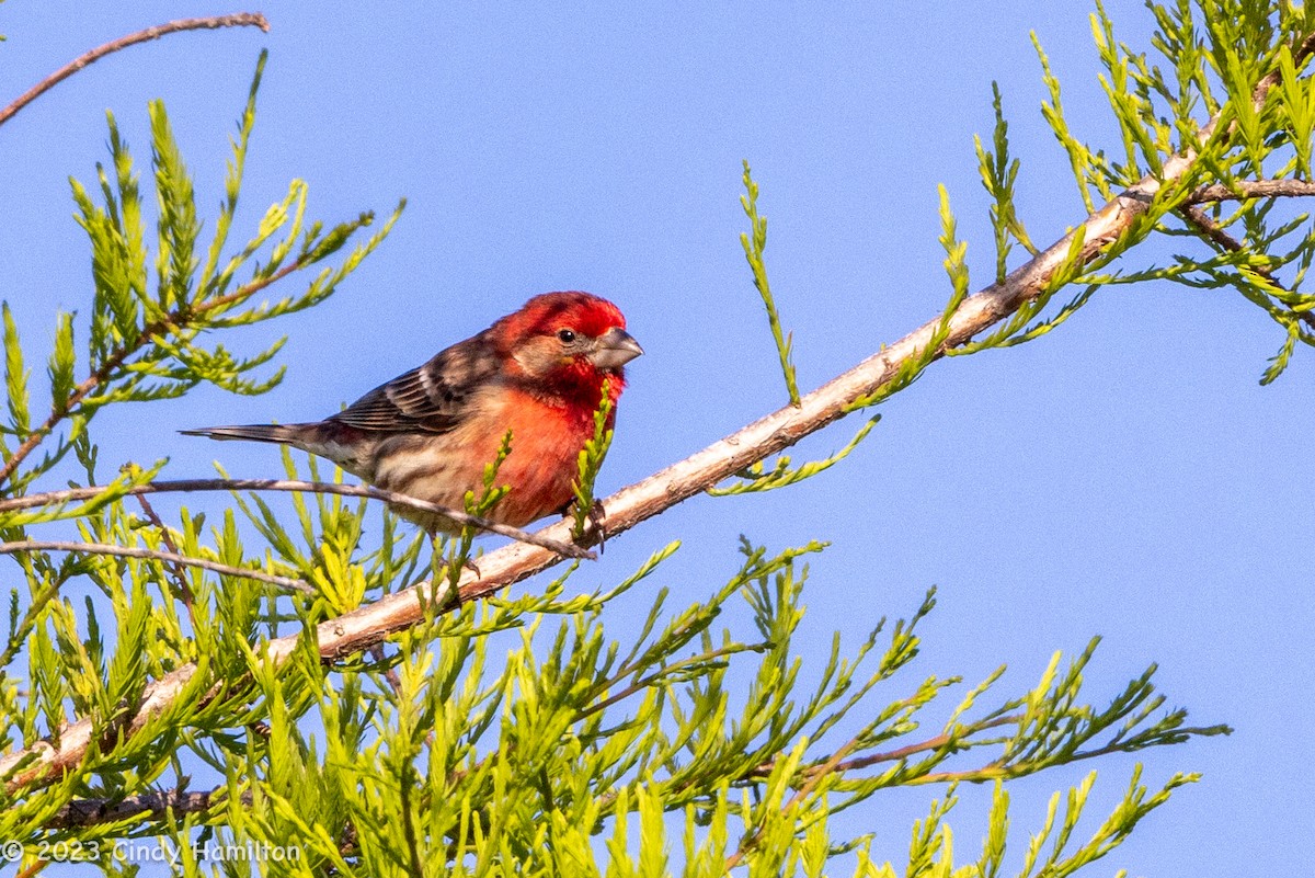 House Finch - ML566874571