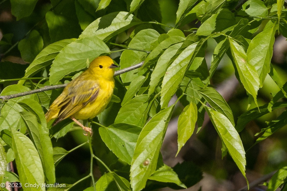 Yellow Warbler - ML566874661