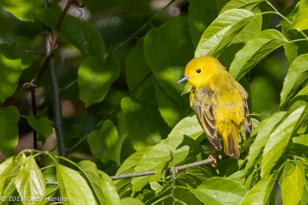 Yellow Warbler - ML566874671