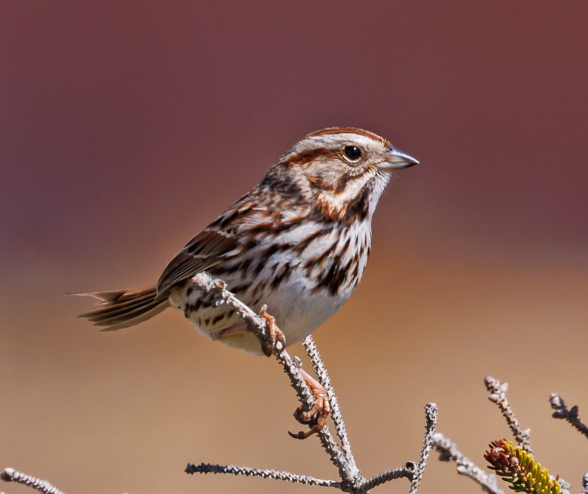 Song Sparrow - ML566874751