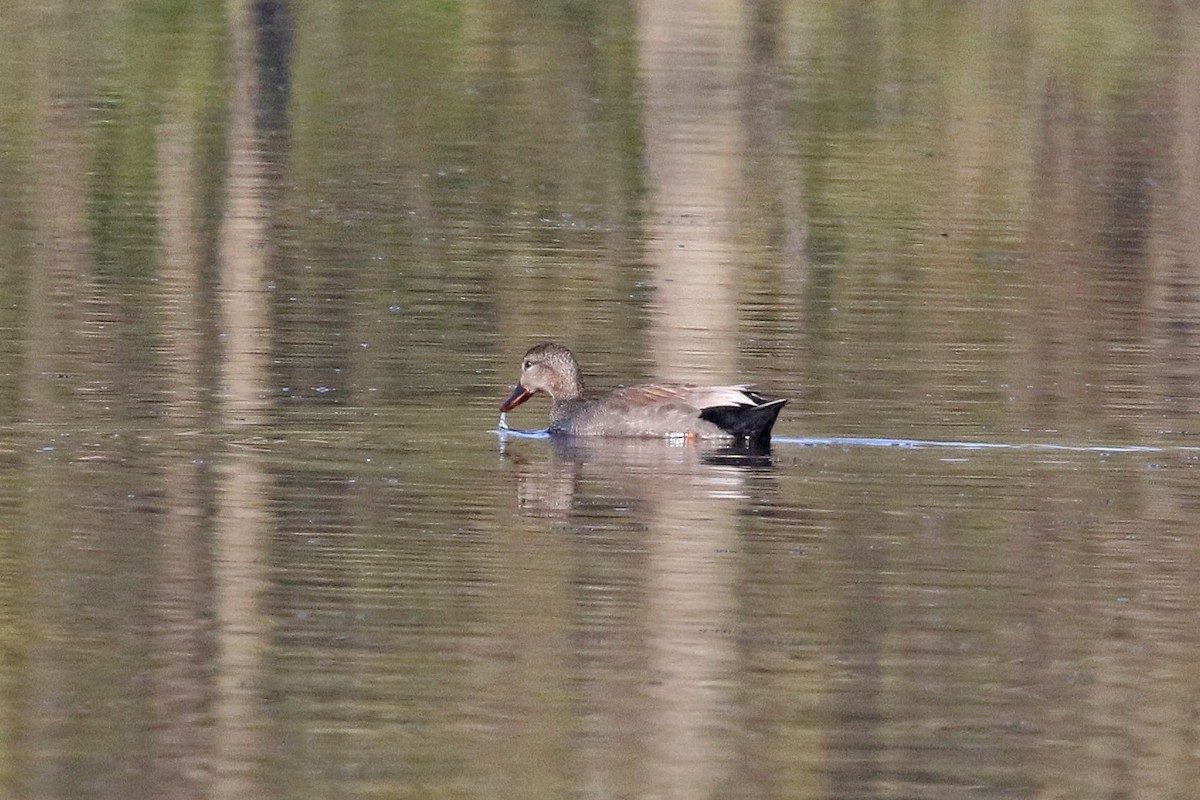 Gadwall - ML566876861