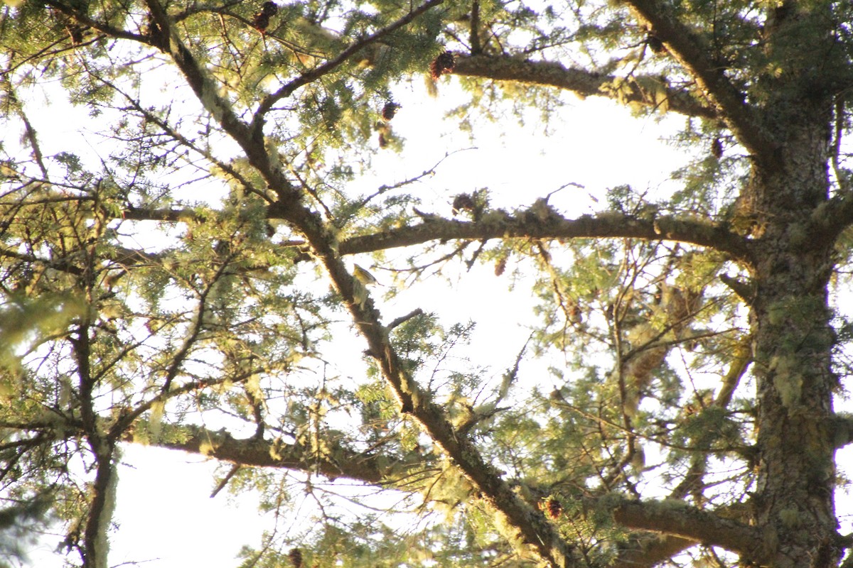 Townsend's Warbler - ML566877961
