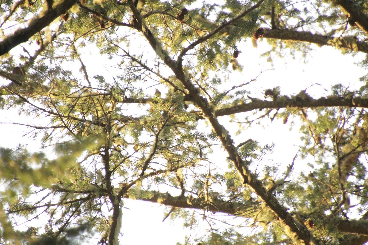 Townsend's Warbler - ML566877971