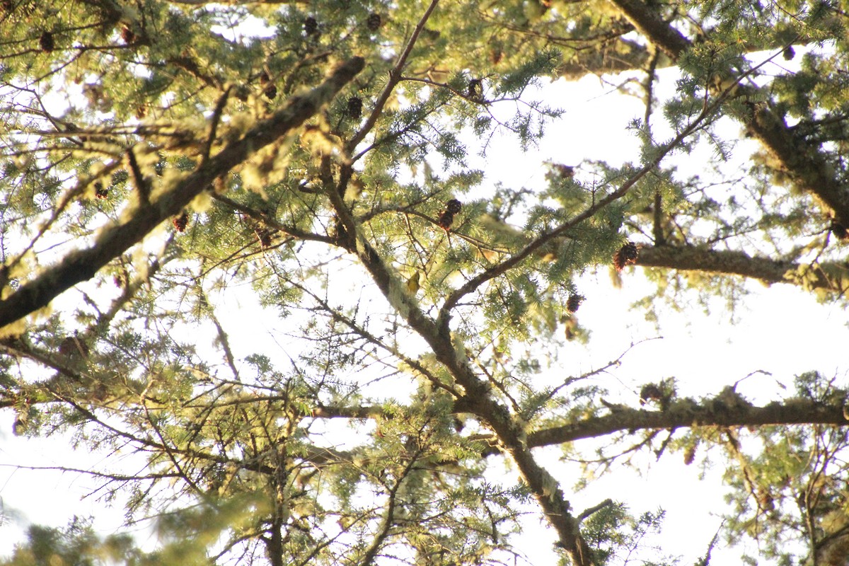 Townsend's Warbler - ML566877981