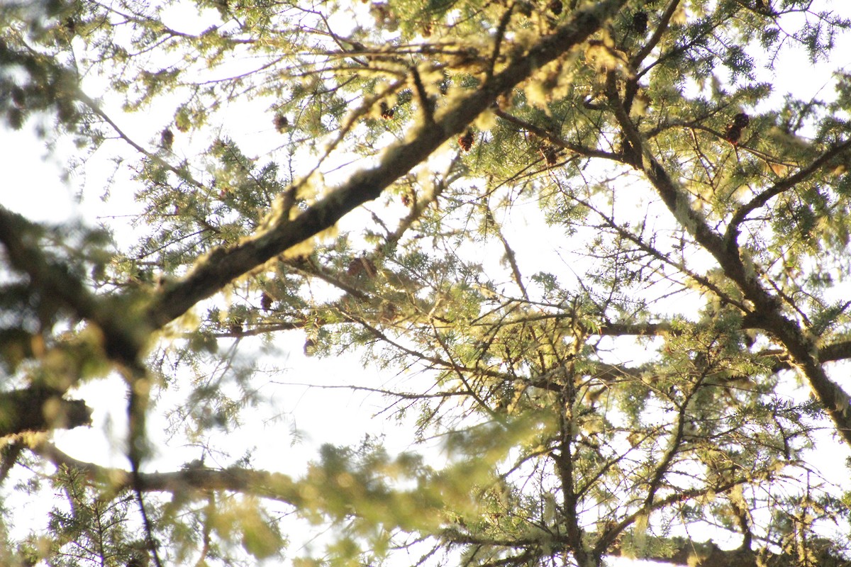 Townsend's Warbler - ML566878001