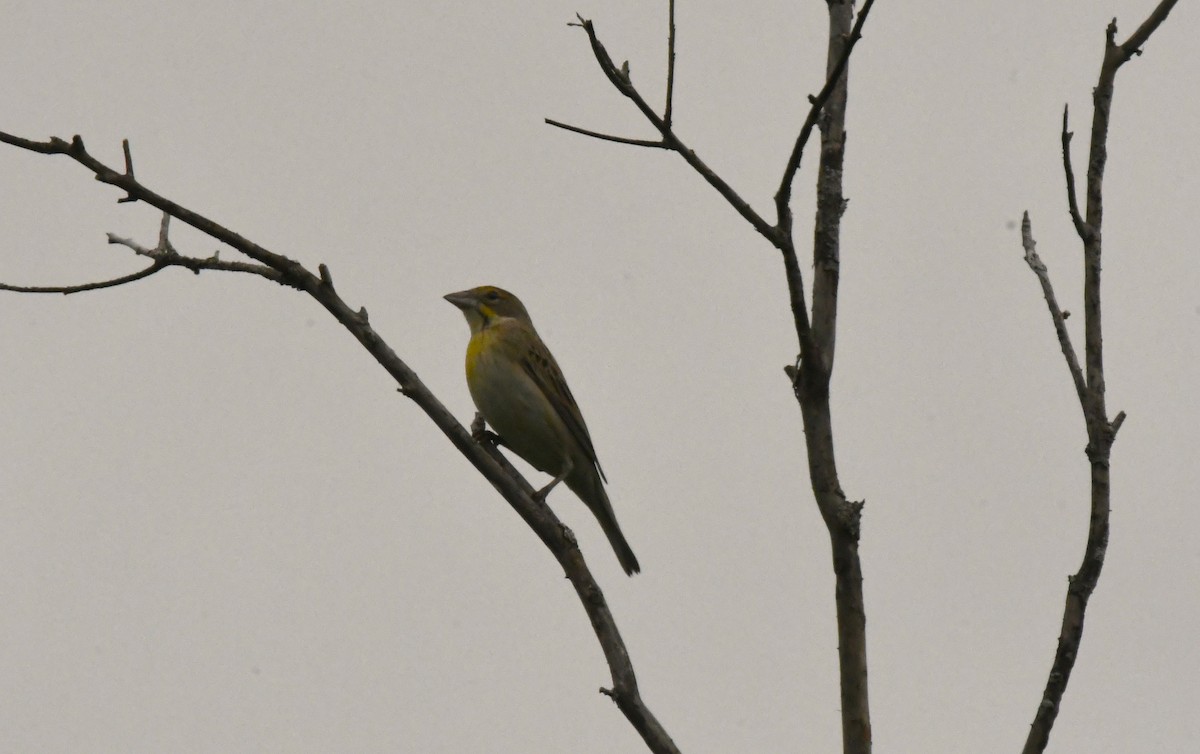 Dickcissel - ML566878121