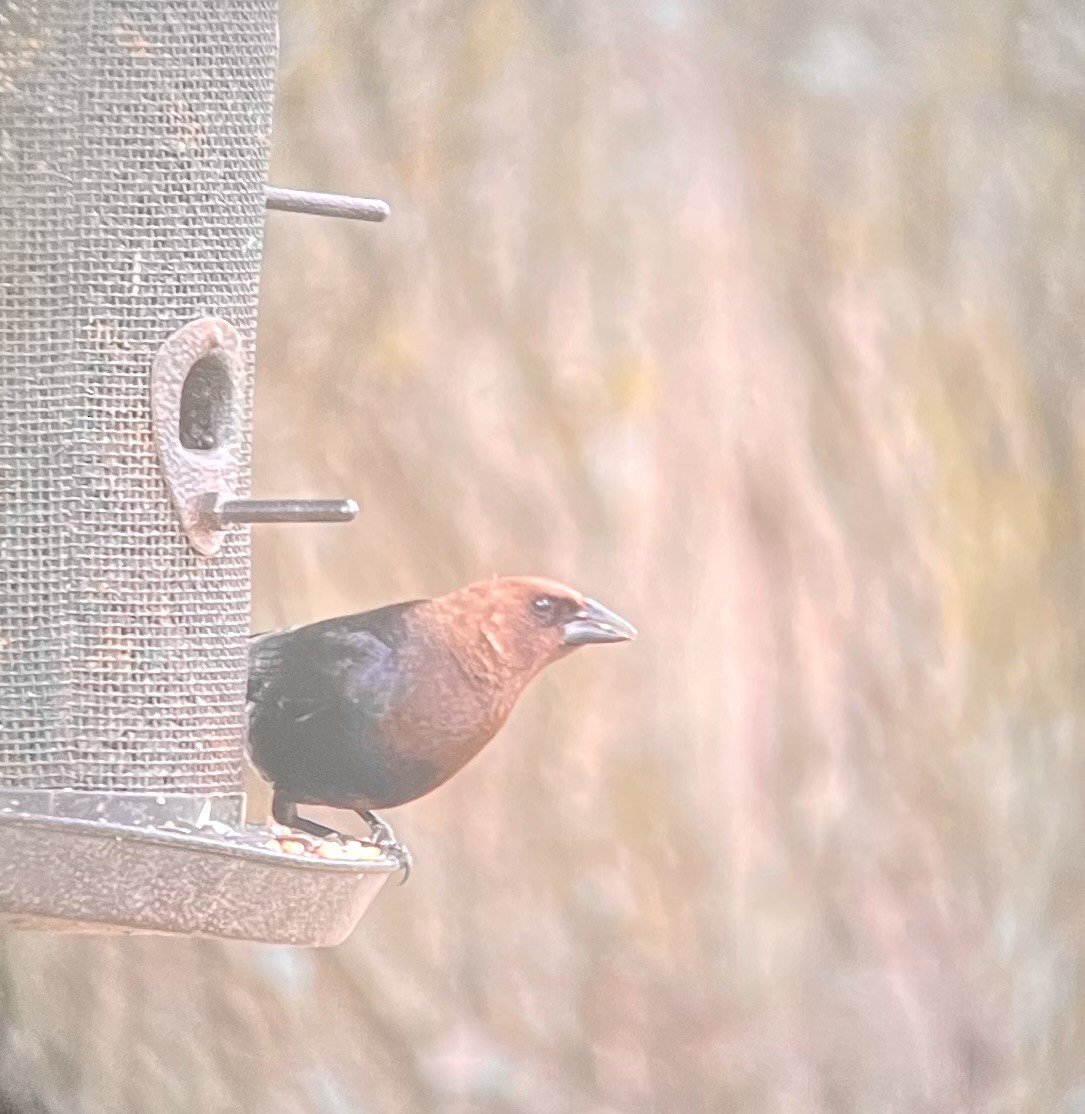 Brown-headed Cowbird - ML566878421