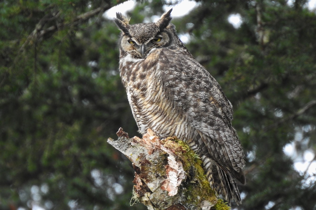 Great Horned Owl - Team Ona