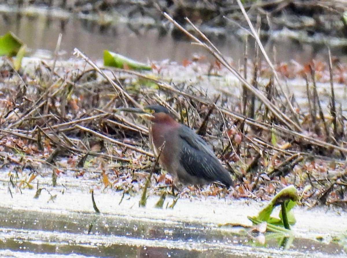 Green Heron - ML566878951