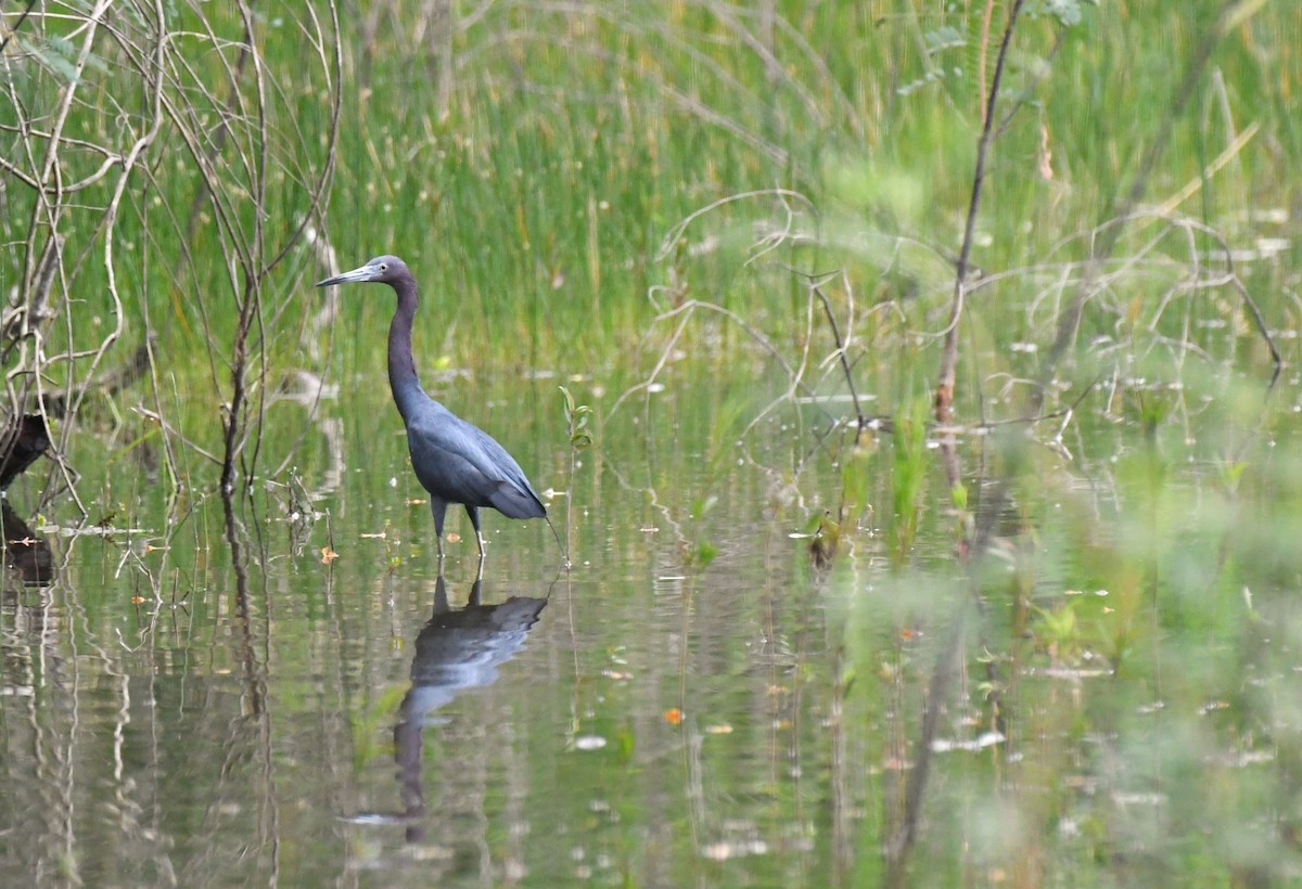 Little Blue Heron - ML566879051