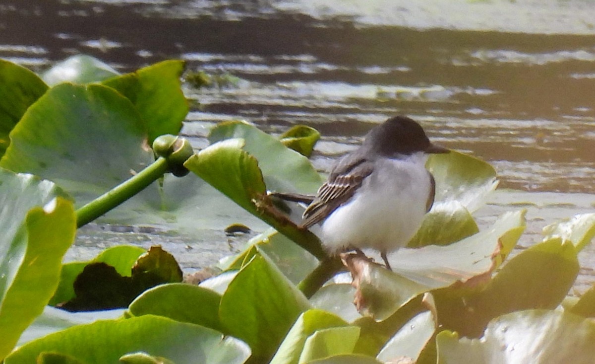 Eastern Kingbird - ML566879091